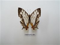 藏品(網絲蛺蝶)的圖片